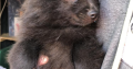 Playful Black Pomeranian in Dundalk – IKC Registered