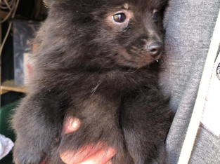 Playful Black Pomeranian in Dundalk – IKC Registered