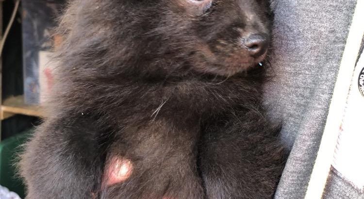 Playful Black Pomeranian in Dundalk – IKC Registered