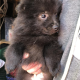 Playful Black Pomeranian in Dundalk – IKC Registered