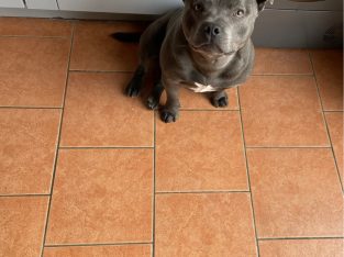 Staffordshire bull terrier