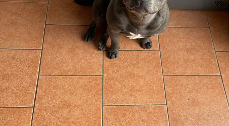 Staffordshire bull terrier