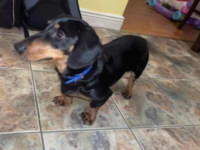 Dachshund Puppy in Blanchardstown – IKC Registered