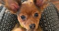 Charming Russian Toy Terrier in Dublin