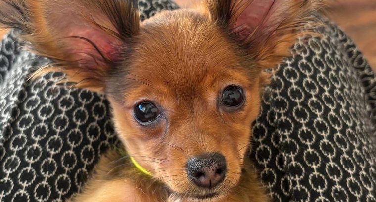Charming Russian Toy Terrier in Dublin