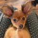 Charming Russian Toy Terrier in Dublin