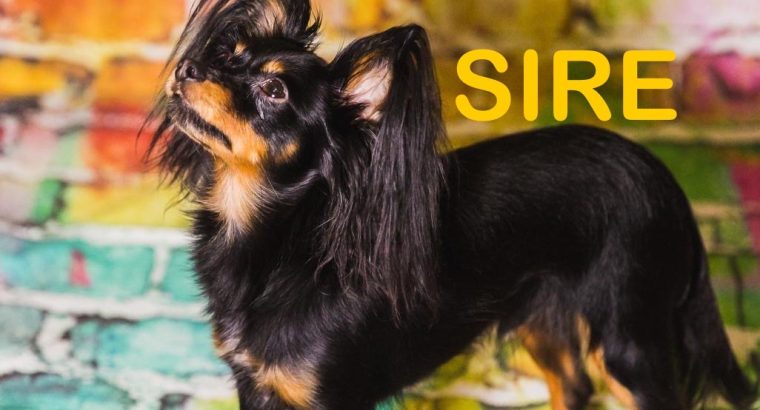 Charming Russian Toy Terrier in Dublin