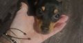 Russian toy terrier female