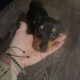Russian toy terrier female