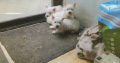 West Highland Terriers for sale in V31V302