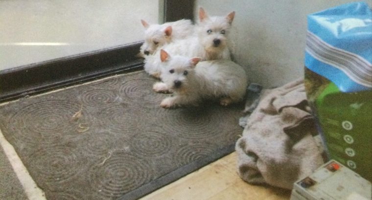 West Highland Terriers for sale in V31V302
