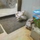 West Highland Terriers for sale in V31V302