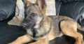 German Shepard/Mallinois pups for sale kildare
