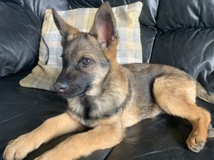 German Shepard/Mallinois pups for sale kildare