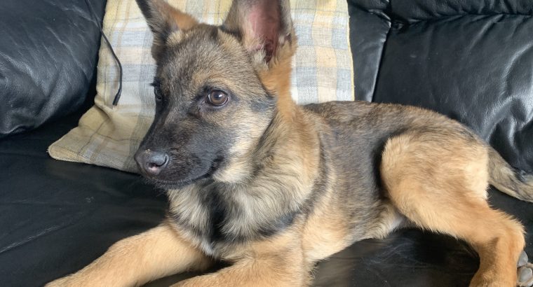 German Shepard/Mallinois pups for sale kildare