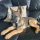 German Shepard/Mallinois pups for sale kildare