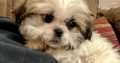 Bichon Frise x Shih Tzu in Kilkenny – Playful Pup