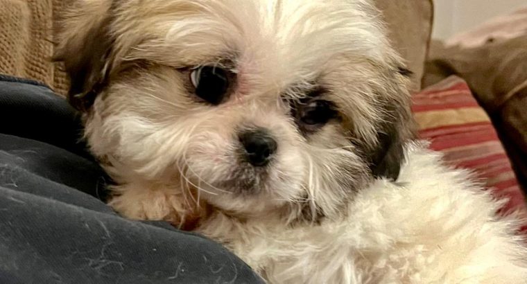 Bichon Frise x Shih Tzu in Kilkenny – Playful Pup
