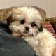 Bichon Frise x Shih Tzu in Kilkenny – Playful Pup