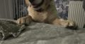 Golden Retriever Puppies in Donegal