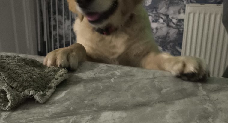 Golden Retriever Puppies in Donegal