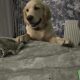 Golden Retriever Puppies in Donegal
