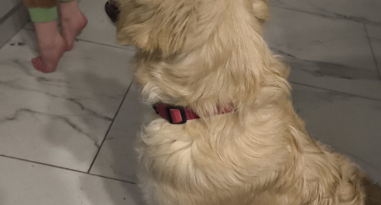 Golden Retriever Puppies in Donegal