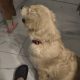 Golden Retriever Puppies in Donegal