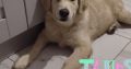 Golden Retriever Puppies in Donegal