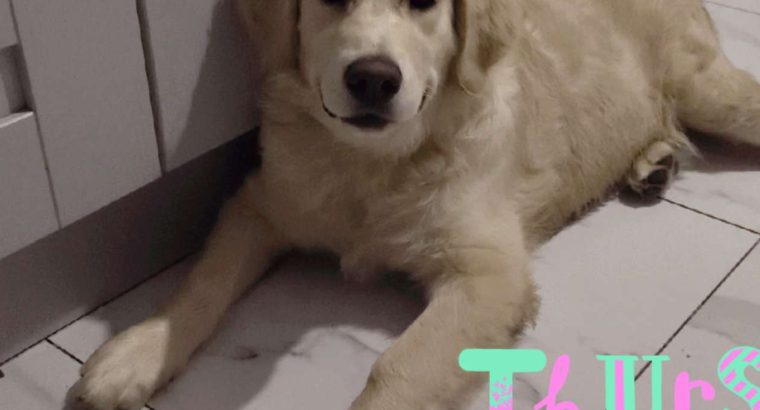 Golden Retriever Puppies in Donegal