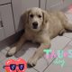 Golden Retriever Puppies in Donegal
