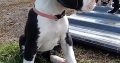 Great Dane Mantle puppies for sale in Sligo