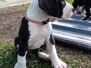 Great Dane Mantle puppies for sale in Sligo