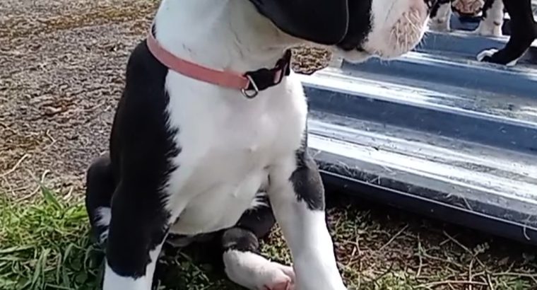 Great Dane Mantle puppies for sale in Sligo