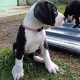 Great Dane Mantle puppies for sale in Sligo