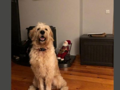 Golden Doodle in Drumkeeran – Family Friendly