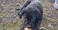 Vizsla Mix Puppies in Roscrea – Active Companions
