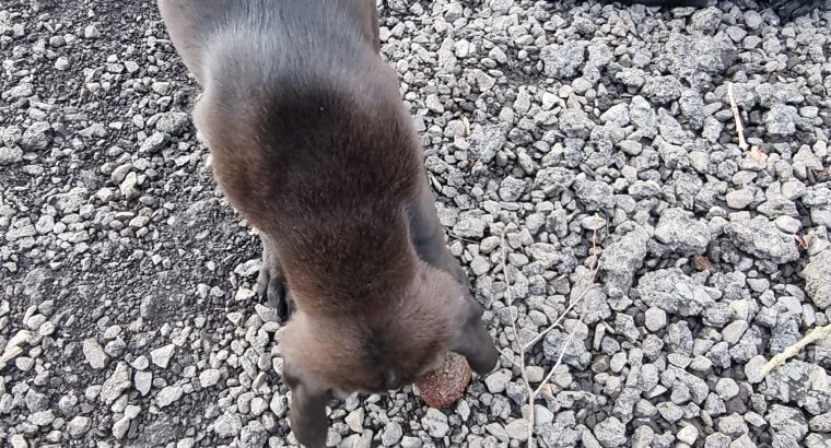 Vizsla Mix Puppies in Roscrea – Active Companions