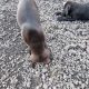 Vizsla Mix Puppies in Roscrea – Active Companions