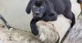 Vizsla Mix Puppies in Roscrea – Active Companions