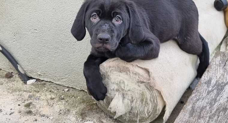 Vizsla Mix Puppies in Roscrea – Active Companions