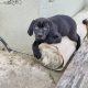 Vizsla Mix Puppies in Roscrea – Active Companions