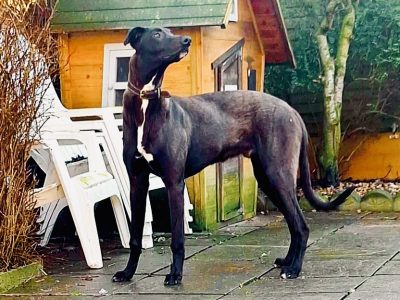 Deerhound x Greyhound puppies in Thurles