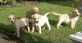 Labrador Puppies for Sale in Kilkenny City