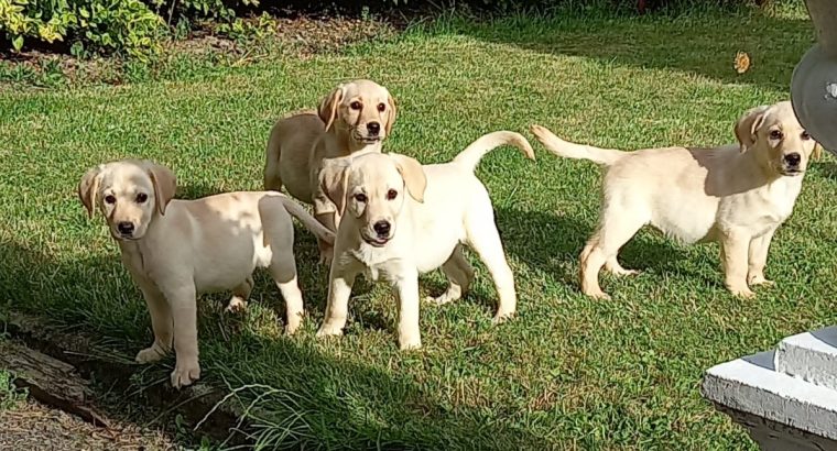 Labrador Puppies for Sale in Kilkenny City