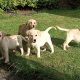 Labrador Puppies for Sale in Kilkenny City