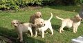 Labrador Puppies for Sale in Kilkenny City
