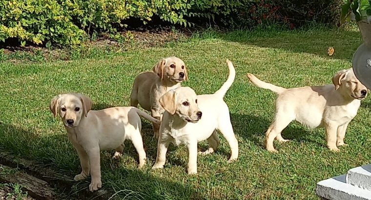 Labrador Puppies for Sale in Kilkenny City