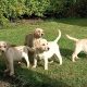 Labrador Puppies for Sale in Kilkenny City