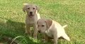 Labrador Puppies for Sale in Kilkenny City